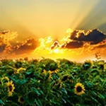 Logo of Sunrise Live Wallpaper android Application 